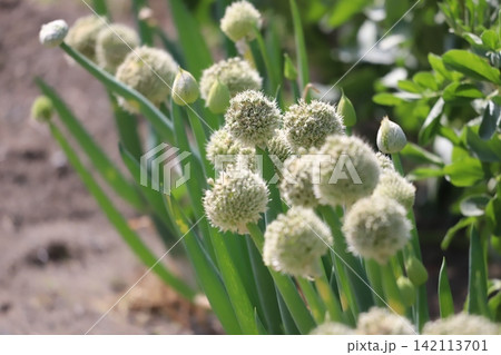畑に咲くネギ坊主の花 142113701