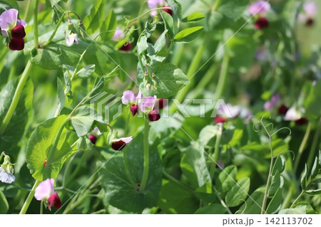 畑で咲くサヤエンドウの花 畑で咲くサヤエンドウの花 142113702