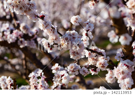 Flowers on apricot tree branch 142113953