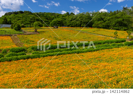 埼玉県秩父郡長瀞町 長瀞花の里ハナビシソウ園の斜面をオレンジに染める花菱草(カリフォルニアポピー) 埼玉県秩父郡長瀞町 長瀞花の里ハナビシソウ園の斜面をオレンジに染める花菱草(カリフォルニアポピー) 142114862