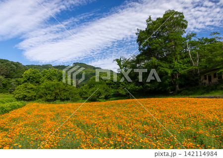 埼玉県秩父郡長瀞町 長瀞花の里ハナビシソウ園の花菱草(カリフォルニアポピー)と新緑の宝登山の景色 埼玉県秩父郡長瀞町 長瀞花の里ハナビシソウ園の花菱草(カリフォルニアポピー)と新緑の宝登山の景色 142114984