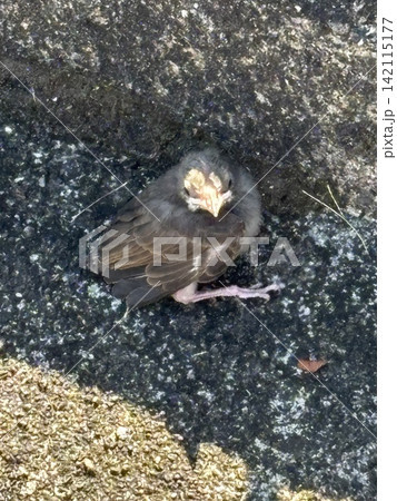 羽繕いをするスズメの幼鳥 羽繕いをするスズメの幼鳥 142115177