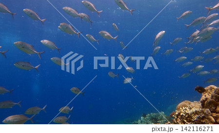 Low angle view of a school of bigeye trevally (Caranx sexfasciatus) scattering to the vast blue sea. Dauin, Philippines Low angle view of a school of bigeye trevally (Caranx sexfasciatus) scattering to the vast blue sea. Dauin, Philippines 142116271