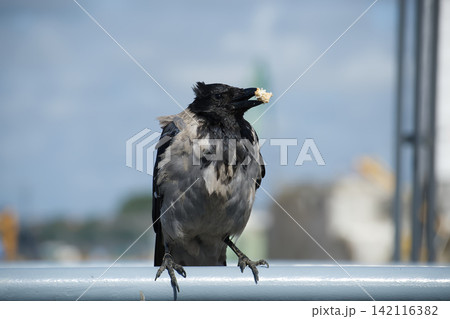 Hooded Crow Holding a Piece of Bread in its Beak While Perched on a Metal Railing Outdoors Hooded Crow Holding a Piece of Bread in its Beak While Perched on a Metal Railing Outdoors 142116382