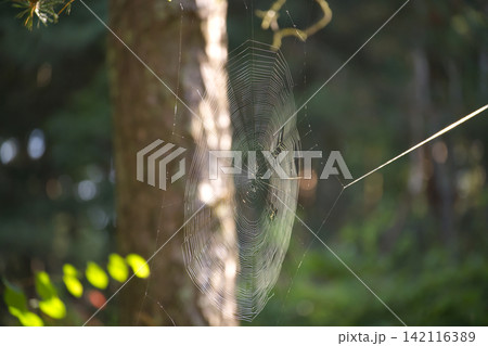 Orb Weaver Spider Web Glowing in Morning Sunlight Suspended Between Forest Trees in Nature Orb Weaver Spider Web Glowing in Morning Sunlight Suspended Between Forest Trees in Nature 142116389