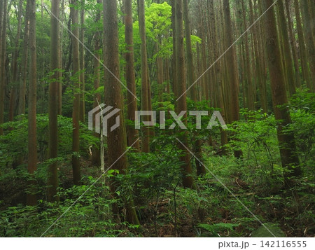 杉林の風景 142116555