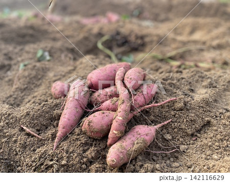 Pile Of Freshly Harvested Organic Sweet Potatoes In Soil Pile Of Freshly Harvested Organic Sweet Potatoes In Soil 142116629
