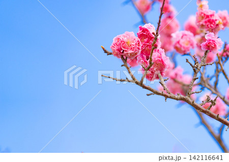 青空に映える八重咲きの濃いピンクの花 142116641
