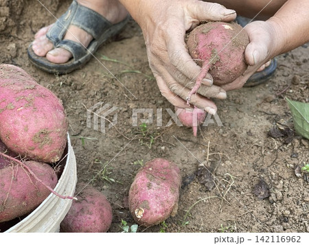 Hands Holding Freshly Harvested Sweet Potato In Garden 142116962