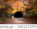 紅葉に包まれた大王窟（大王わさび農園） 142117259