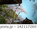 枝垂れ桜と身延山久遠寺の門と屋根瓦 142117260