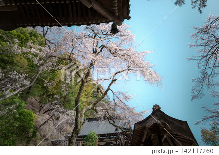枝垂れ桜と身延山久遠寺の門と屋根瓦 枝垂れ桜と身延山久遠寺の門と屋根瓦 142117260
