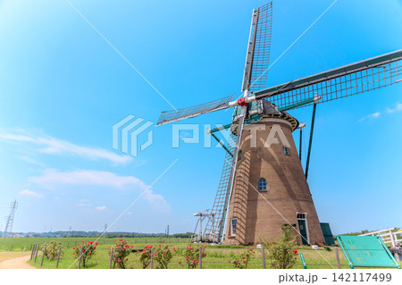 夏爽やかなひまわりとオランダ風車の風景 夏爽やかなひまわりとオランダ風車の風景 142117499