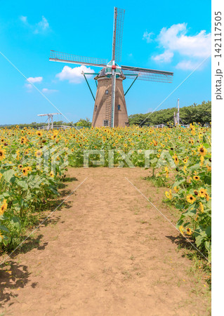 夏爽やかなひまわりとオランダ風車の風景 夏爽やかなひまわりとオランダ風車の風景 142117505