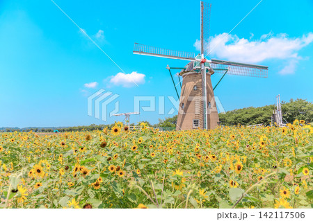 夏爽やかなひまわりとオランダ風車の風景 夏爽やかなひまわりとオランダ風車の風景 142117506