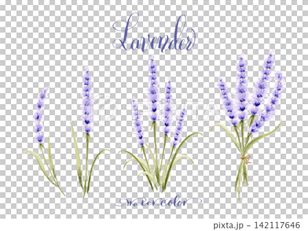 Natural hand-drawn watercolor lavender illustration set | Botanical Herbs Natural hand-drawn watercolor lavender illustration set | Botanical Herbs 142117646
