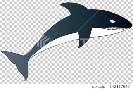 Hand-drawn animal illustration ☆ Orca Hand-drawn animal illustration ☆ Orca 142117649