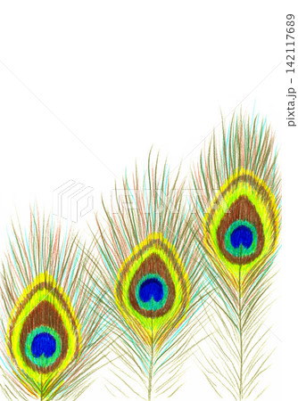 Bright feathers of a beautiful peacock bird drawn with colored pencils, on a white background with an empty place for text. Vertical stock illustration. 142117689