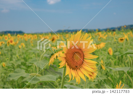 夏に満開のひまわり畑 142117783