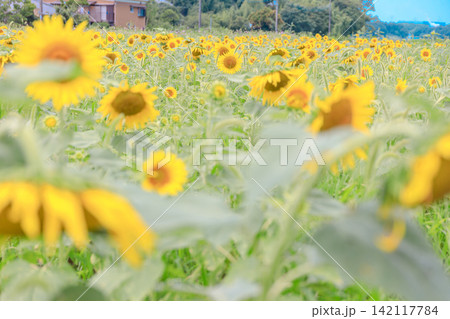 夏に満開のひまわり畑 夏に満開のひまわり畑 142117784