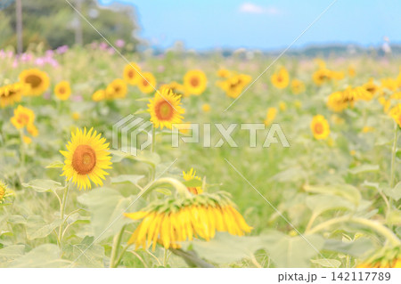 夏に満開のひまわり畑 夏に満開のひまわり畑 142117789
