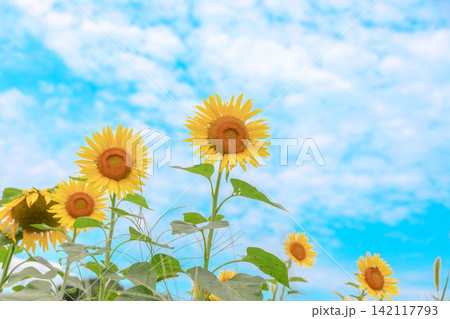 夏に満開のひまわり畑 夏に満開のひまわり畑 142117793