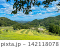 大山千枚田の夏 142118078