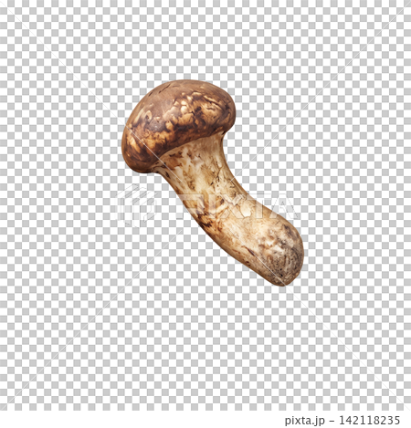 松茸的寫實插圖 松茸的寫實插圖 142118235