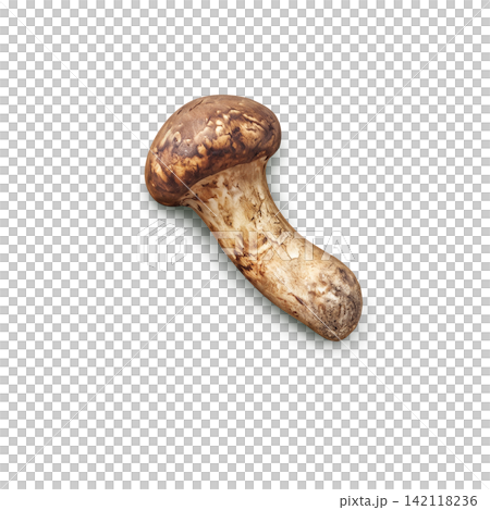 松茸的寫實插圖 松茸的寫實插圖 142118236