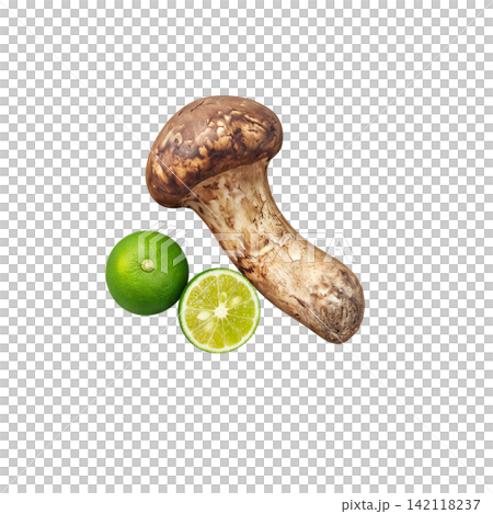 松茸的寫實插圖 松茸的寫實插圖 142118237