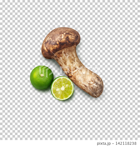 松茸的寫實插圖 142118238