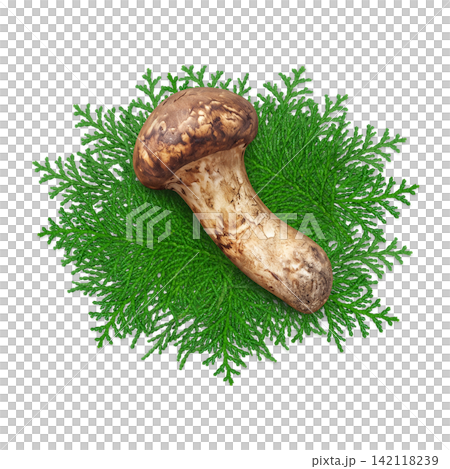 Realistic illustration of a matsutake mushroom Realistic illustration of a matsutake mushroom 142118239