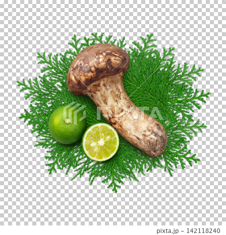 松茸的寫實插圖 松茸的寫實插圖 142118240