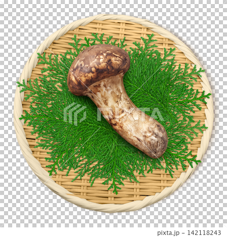 Realistic illustration of a matsutake mushroom Realistic illustration of a matsutake mushroom 142118243