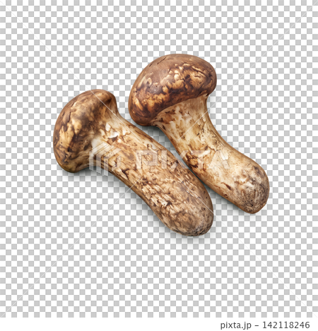 Realistic illustration of a matsutake mushroom Realistic illustration of a matsutake mushroom 142118246