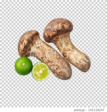 Realistic illustration of a matsutake mushroom Realistic illustration of a matsutake mushroom 142118247