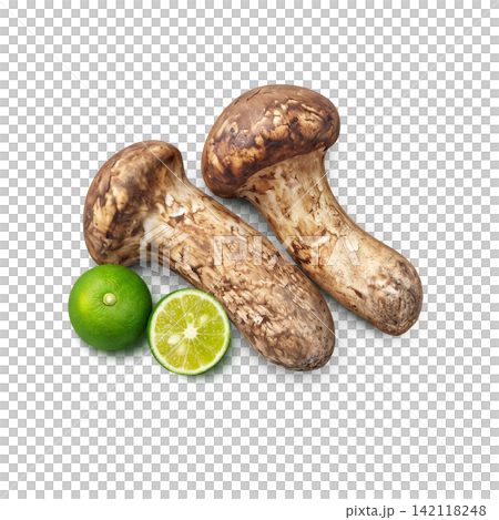Realistic illustration of a matsutake mushroom Realistic illustration of a matsutake mushroom 142118248