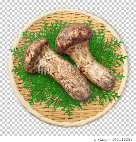 Realistic illustration of a matsutake mushroom Realistic illustration of a matsutake mushroom 142118253