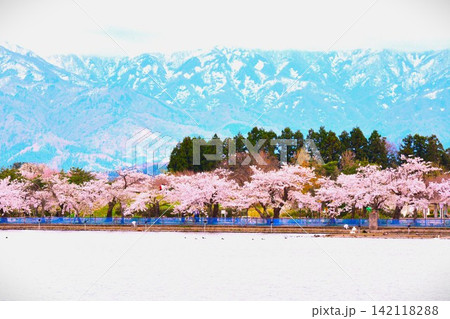 瓢湖の桜 142118288