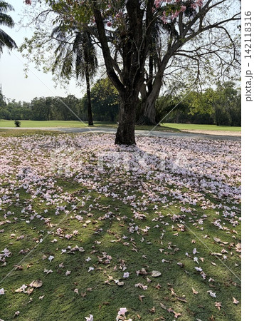 花びらが散った公園 花びらが散った公園 142118316