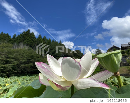 穴虫の郷 蓮の花 穴虫の郷 蓮の花 142118486