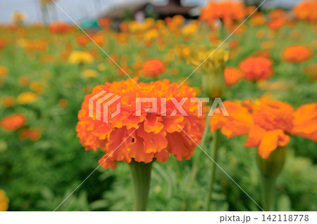 綺麗綺麗に咲いたマリーゴールドのお花畑に咲いたマリーゴールドのお花畑 綺麗綺麗に咲いたマリーゴールドのお花畑に咲いたマリーゴールドのお花畑 142118778