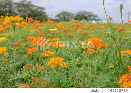 綺麗綺麗に咲いたマリーゴールドのお花畑に咲いたマリーゴールドのお花畑 綺麗綺麗に咲いたマリーゴールドのお花畑に咲いたマリーゴールドのお花畑 142118780