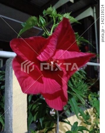 鮮やかな赤いハイビスカスの花　自然・植物・ガーデニング・南国イメージに 142119114
