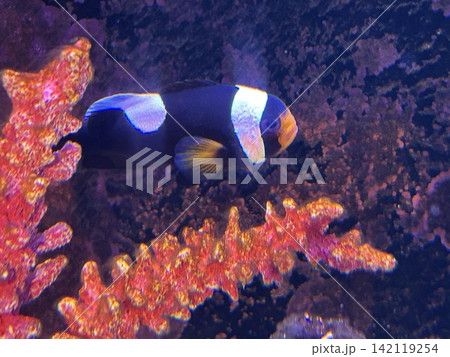 水族館の魚たち 水族館の魚たち 142119254
