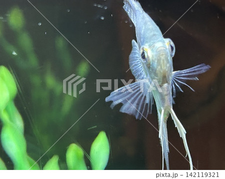 水族館の魚たち 142119321