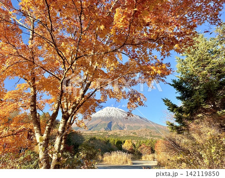 紅葉と富士山 紅葉と富士山 142119850