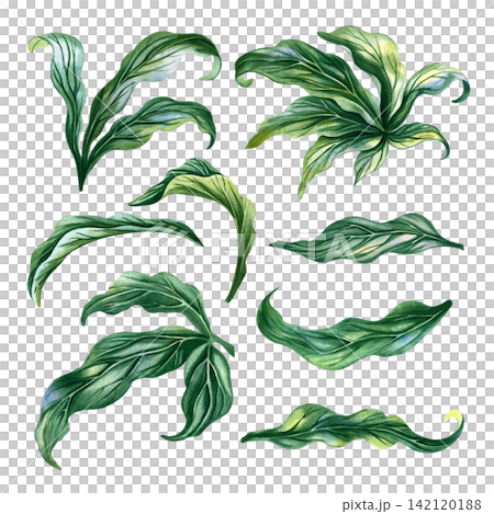 A set featuring peony flower leaves. A hand drawn watercolor illustration. Suitable for greeting cards, invitations, and well wishes, as well as for textiles, labels, packaging, and much more. 142120188