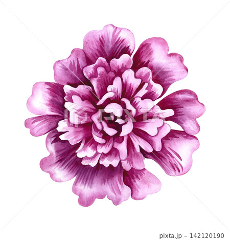 Pink peony flower. A hand drawn watercolor illustration. Perfect for designing greeting cards, invitations and congratulations. Suitable for textiles, labels, packaging and much more. 142120190