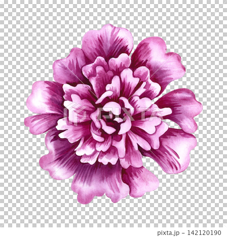 Pink peony flower. A hand drawn watercolor illustration. Perfect for designing greeting cards, invitations and congratulations. Suitable for textiles, labels, packaging and much more. Pink peony flower. A hand drawn watercolor illustration. Perfect for designing greeting cards, invitations and congratulations. Suitable for textiles, labels, packaging and much more. 142120190